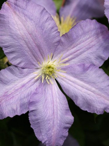 Clematite Vistula (1.5 m in ghiveci de 2 L) tufa ornamentala cataratoare Clematis, cu flori mari, colorate in violet-albastrui si stamine galbene