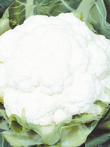 Conopida Igloo (300 seminte) conopida alba semitimpurie, Agrosem