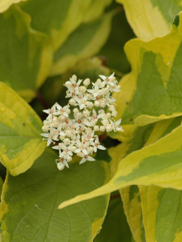 Cornus alba Gouchaultii (ghiveci 1,5 L), arbust decorativ, frunze mari, verde cu alb, flori albe