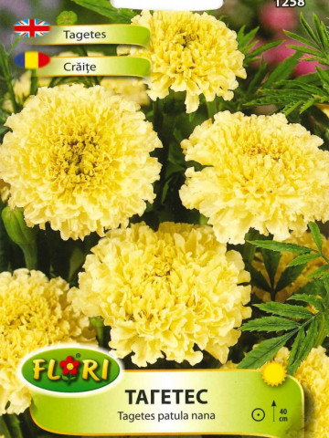 Craite GALBENE - Seminte Flori Craite Galbene de la Florian