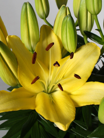 Crin Goldwing (1 bulb) culoare galbena, bulbi de Crini