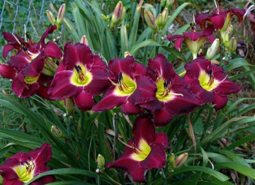 Crin Hemerocallis Bela Lugosi (ghiveci 1,5 L), crin de o zi cu flori purpurii cu galben-lemon