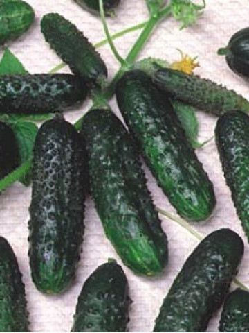 Crisan (60 seminte) castraveti soi timpuriu cu fructe scurte de culoare verde inchis, Agrosel