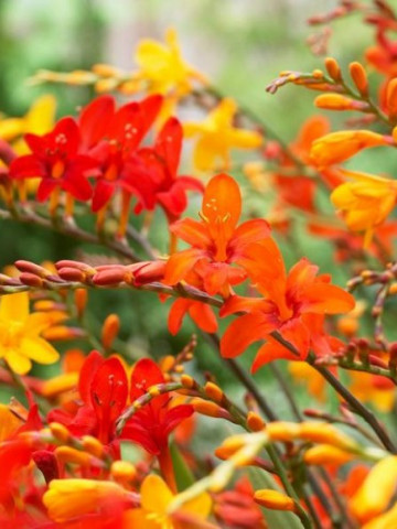 Crocosmia Bigflowering (10 bulbi), planta eleganta cu flori galben-portocalii, bulbi de flori