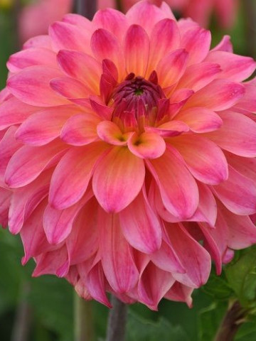 Dalie Belfloor (1 bulb), floare culoare roz, bulbi de flori