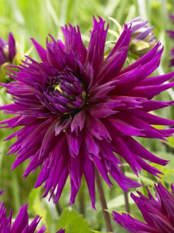 Dalie Blue-Record (1 bulb), bulbi de dalii cu flori tip cactus, cu petale ascutite de culoare roz inchis-mov, bulbi de flori