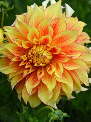 Dalie Decorative Border Orange (1 bulb), culoare portocaliu cu galben, floare anuala, bulbi de flori