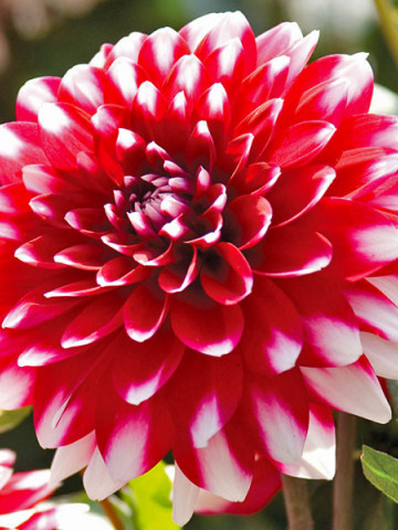 Dalie Decorative Red and White (1 bulb), floare rosu cu alb, anuala, bulbi de Dalii