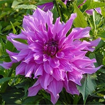 Dalie Lavender Ruffles (1 bulb), floare culoare mov-lavanda, bulbi de flori