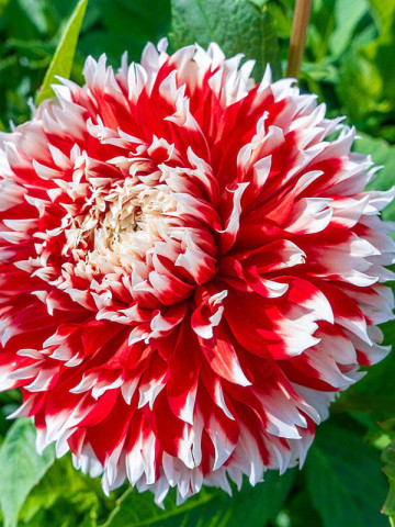 Dalie Noel (1 bulb), floare culoare alb cu rosu, bulbi de flori