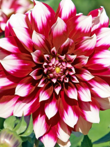 Dalie Siedlerstolz (1 bulb), floare cu petale bicolore, rosu inchis cu varful alb, bulbi de flori