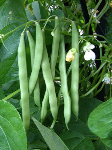 Doina Seminte Fasole de Camp Verde pastai (1 KG), SCDL Buzau