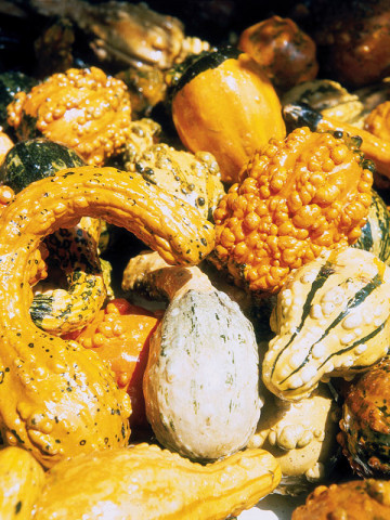 Dovleac decorativ amestec cu fructe mici (2 g), seminte de dovleac decorativ cu fructe mici, in diferite combinatii de forme si culori, Kertimag