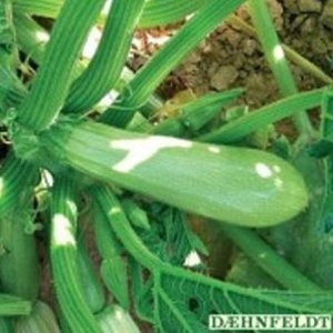 Dovlecei Hobbit F1 - 1000 seminte de Dovlecei hibrid verde deschis