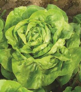 Eliana (5 g) seminte de salata de capatana cu randament ridicat in perioadele calde de culoare verde deschis si greutate medie de 400-500 gr, ISI Sementi