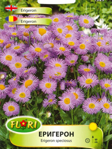 Erigeron (Batranis) - Seminte Flori Batranis de la Florian