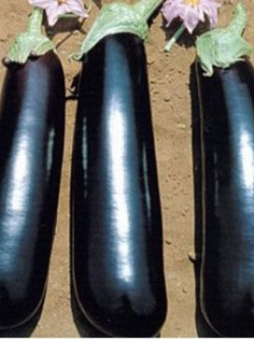 Estelle F1 (1000 seminte) vinete cu fruct cilindric si lung avand o capacitate buna de pastrare dupa recoltare ajungand pana la 400-450 gr cu pulpa densa si alba, Rijk Zwaan