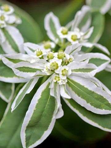 Euphorbia (0,4 g), seminte de planta anuala rustica decorativa, Agrosem