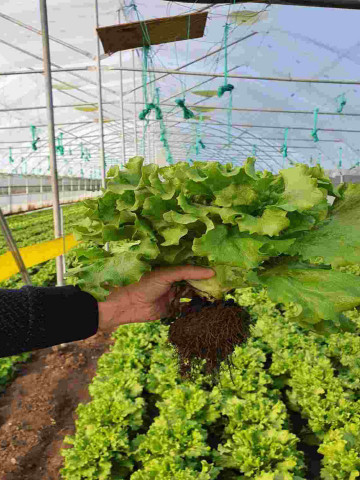 Fiyonk F1 (5.000 seminte) salata drajata deosebita, creata, timpurie. Yuksel