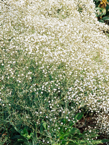 Floarea miresei perena alba (600 seminte) floare anuala, flori mici albe, Agrosem