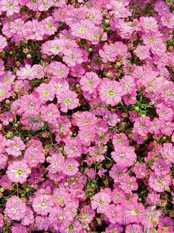 Floarea Miresei Roz (0.8 gr) seminte de floarea miresei de culoare roz delicat, Agrosem