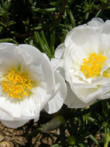 Flori de Piatra duble albe (0,1 g), flori de piatra Portulaca grandiflora albe, Agrosem