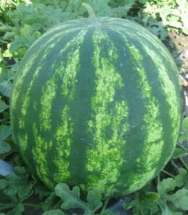 Furia F1 - 500 sem - Seminte de pepene verde cel mai bun pentru productie extratimpurie adaptabil la conditiile de cultivare cu miez de culoare rosu aprins dulce si seminte putine de la Cora Seeds