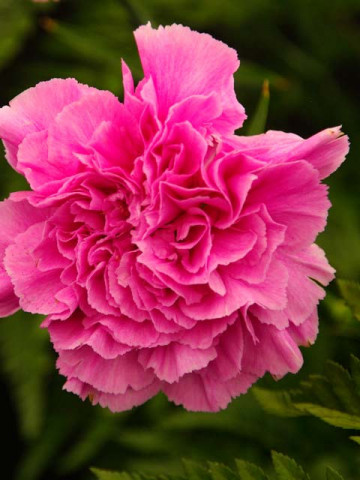 Garoafe Chabaud pink (0.2 gr) seminte garoafe roz aprins, flori mari, Agrosem