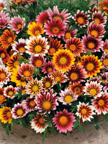Gazania Mix (0.5 g) seminte de plante anuale cu flori superbe, divers colorate, Opal