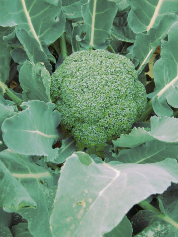 Gentlemen F1 (1000 seminte) broccoli, hibrid timpuriu, Profit Seeds