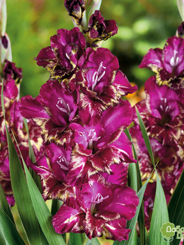 Gladiole Color Club (7 bulbi), culoare floare ciclam cu galben, bulbi de flori