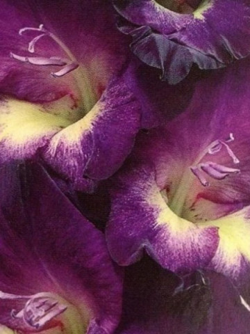 Gladiole Lola Montez (7 bulbi), gladiole cu flori mari, cu petale intr-o combinatie uimitoare de mov cu centrul alb, bulbi de flori