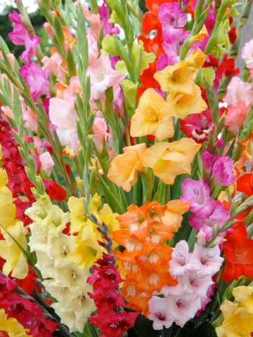 Gladiole Mixed (4 bulbi), gladiole superbe de diferite culori, bulbi de flori, Yurta