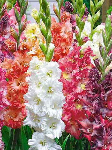Gladiole Ruffled Mix (7 bulbi), gladiole cu flori mari, gofrate, in culori pastel, bulbi de flori