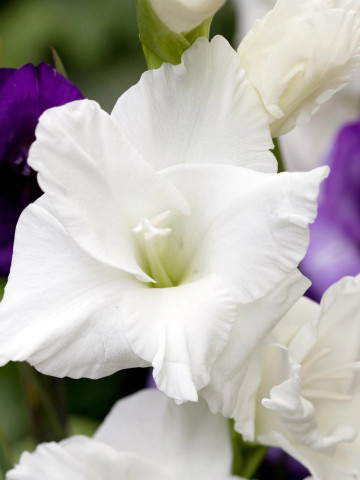 Gladiole White Prosperity (7 bulbi), cu flori albe ca zapada, bulbi de flori