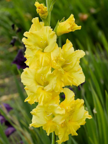 Gladiole Yellow (5 bulbi), cu flori stralucitoare aurii, bulbi de flori