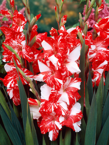 Gladiole Zizanie (7 bulbi), gladiole cu o combinatie superba de rosu si alb, bulbi de flori