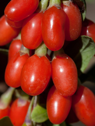 Goji Big Berry, rasad de Goji Berry, arbust peren rezistent la seceta, cu fructe mari de 2 cm si gust dulce-amarui, Yurta