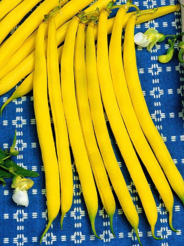 Gondola - 100 gr - Seminte de Fasole Galbena Pitica de gradina fara ate de la Holland Farming Olanda