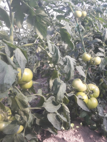 Gramada F1 (0.2 gr) seminte tomate hibrid nou bulgaresc nedeterminat semitimpuriu