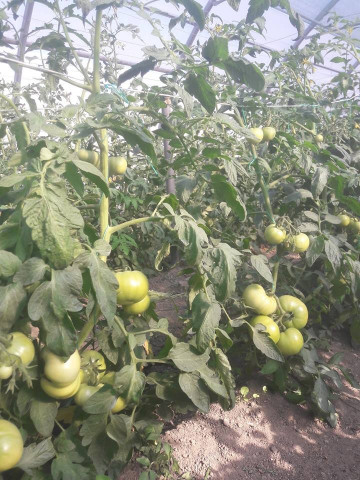 Gramada F1 (0.2 gr) seminte tomate hibrid nou bulgaresc nedeterminat semitimpuriu