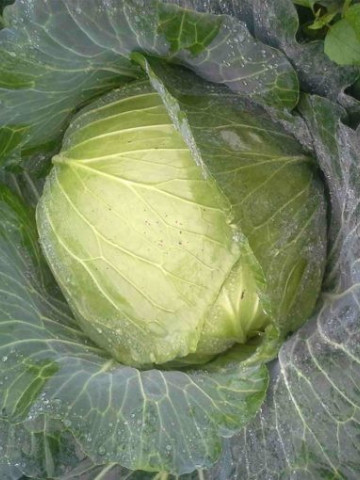 Green Rich F1 (2500 seminte) varza cu frunze subtiri, uniforma si densa, Takii Seeds