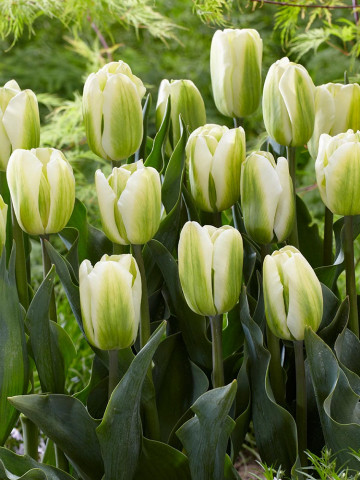 Green Spirit (8 bulbi), lalele bicolore alb cu verde, bulbi de flori