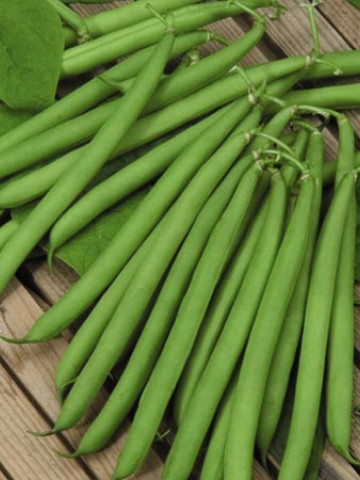 Harvester (25 kg) seminte de fasole pitica verde, timpurie, pastai lungi, Agrosem