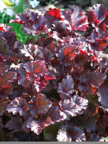 Heuchera Melting Fire Americana (ghiveci 1 L), planta rezistenta, usor de cultivat