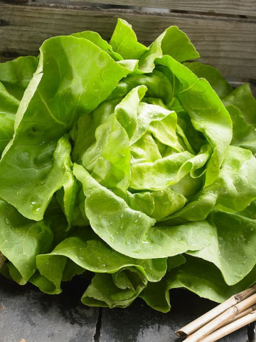 Hilde Salata verde – 10 gr – Seminte de Salata verde cu gust deosebit origine Olanda Pop Vriend