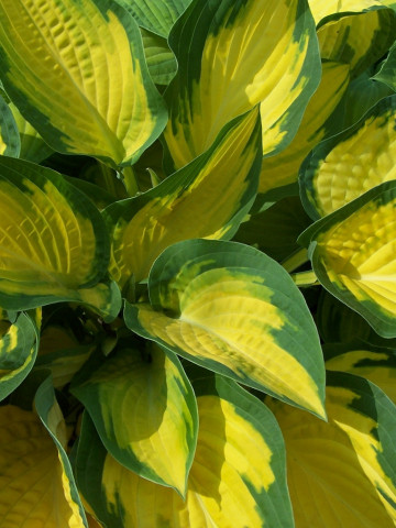 Hosta Orange Marmalade (ghiveci 1,5 L), planta decorativa cu frunze verzi-albastrui cu centrul auriu-orange