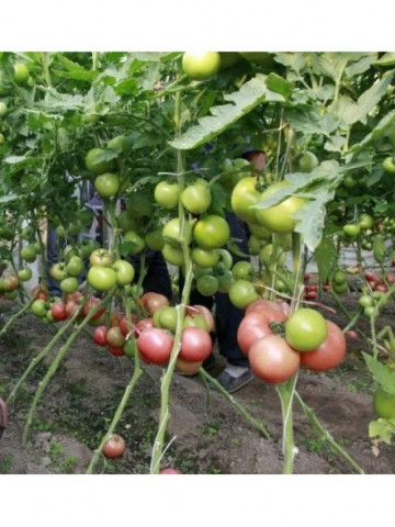 HTP 11 F1 (500 seminte) tomate roz foarte gustoase, Hazera