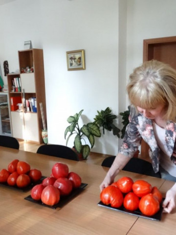 Inima Stacojie (Aleno Sartse) 150 seminte de tomate tip Gigant bulgaresc in forma de inima tip Beef, IZK Bulgaria