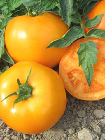ISI 36629 F1 - 1000 sem - Seminte de rosii portocalii cu crestere determinata ce se coloreaza intr-o nunanta deosebita si se remarca prin productivitate si rezistenta la boli de la Isi Sementi